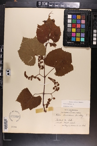 Vitis vulpina image