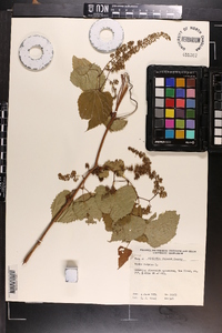 Vitis vulpina image