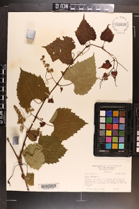 Vitis vulpina image