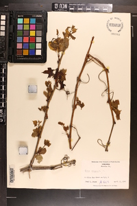 Vitis vulpina image