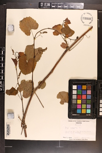 Vitis vulpina image