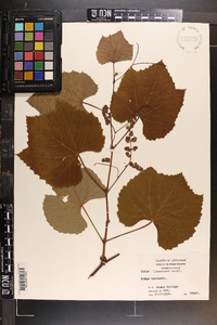 Vitis aestivalis var. aestivalis image