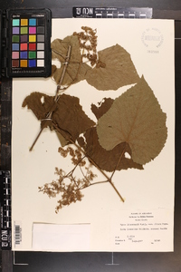 Vitis aestivalis var. aestivalis image