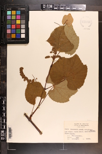 Vitis aestivalis var. aestivalis image