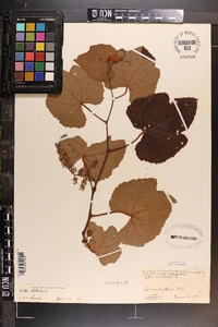 Vitis labrusca image