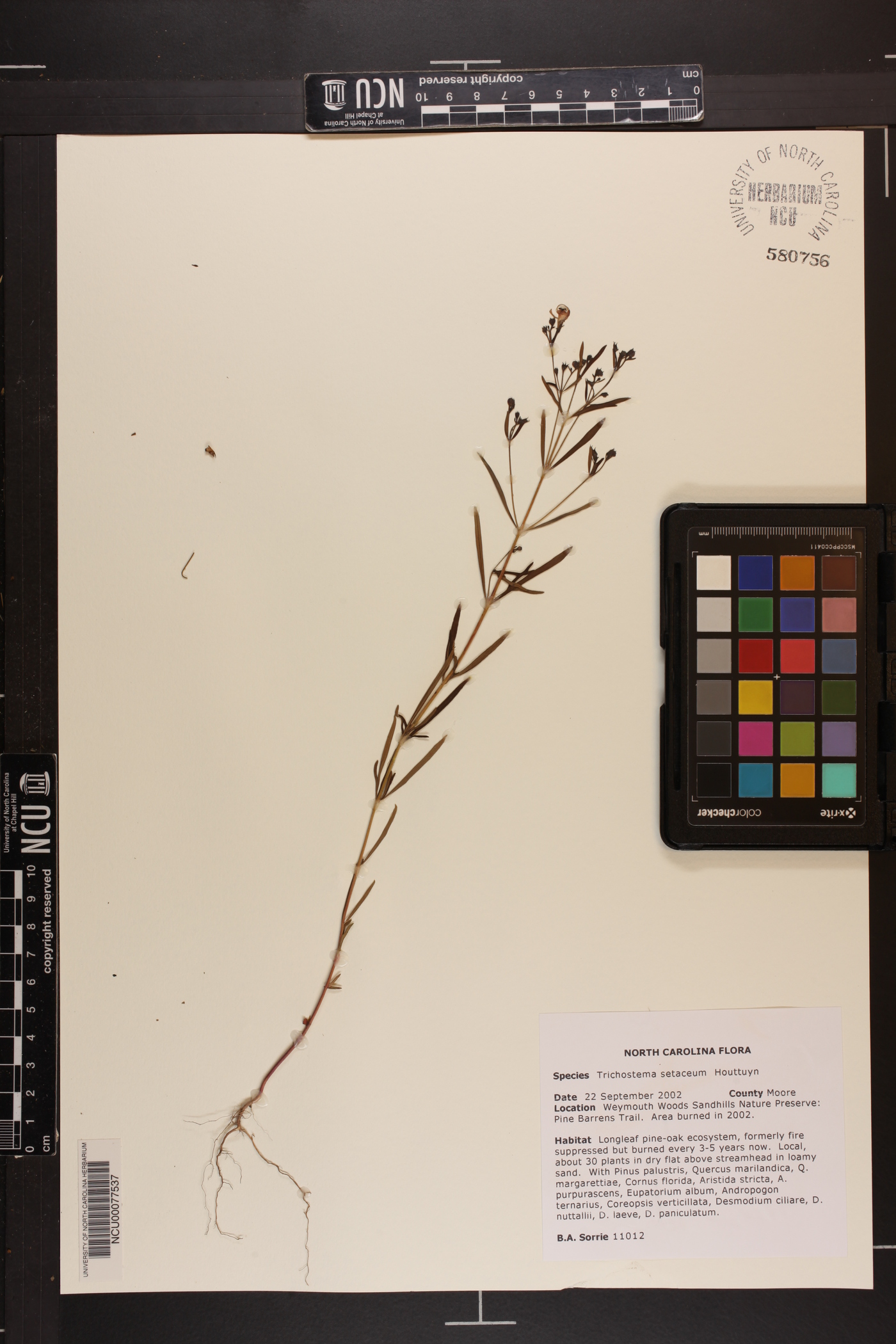 Trichostema setaceum image