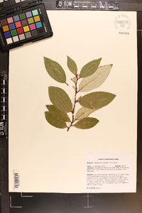 Elaeagnus pungens image