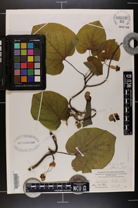 Aristolochia macrophylla image