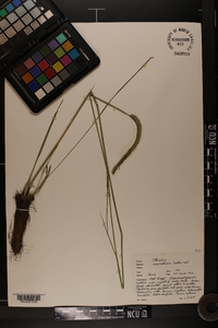 Ctenium aromaticum image