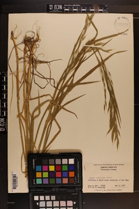 Bromus commutatus image