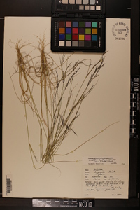 Aristida dichotoma var. curtissii image