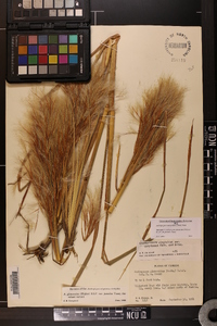 Andropogon glomeratus image