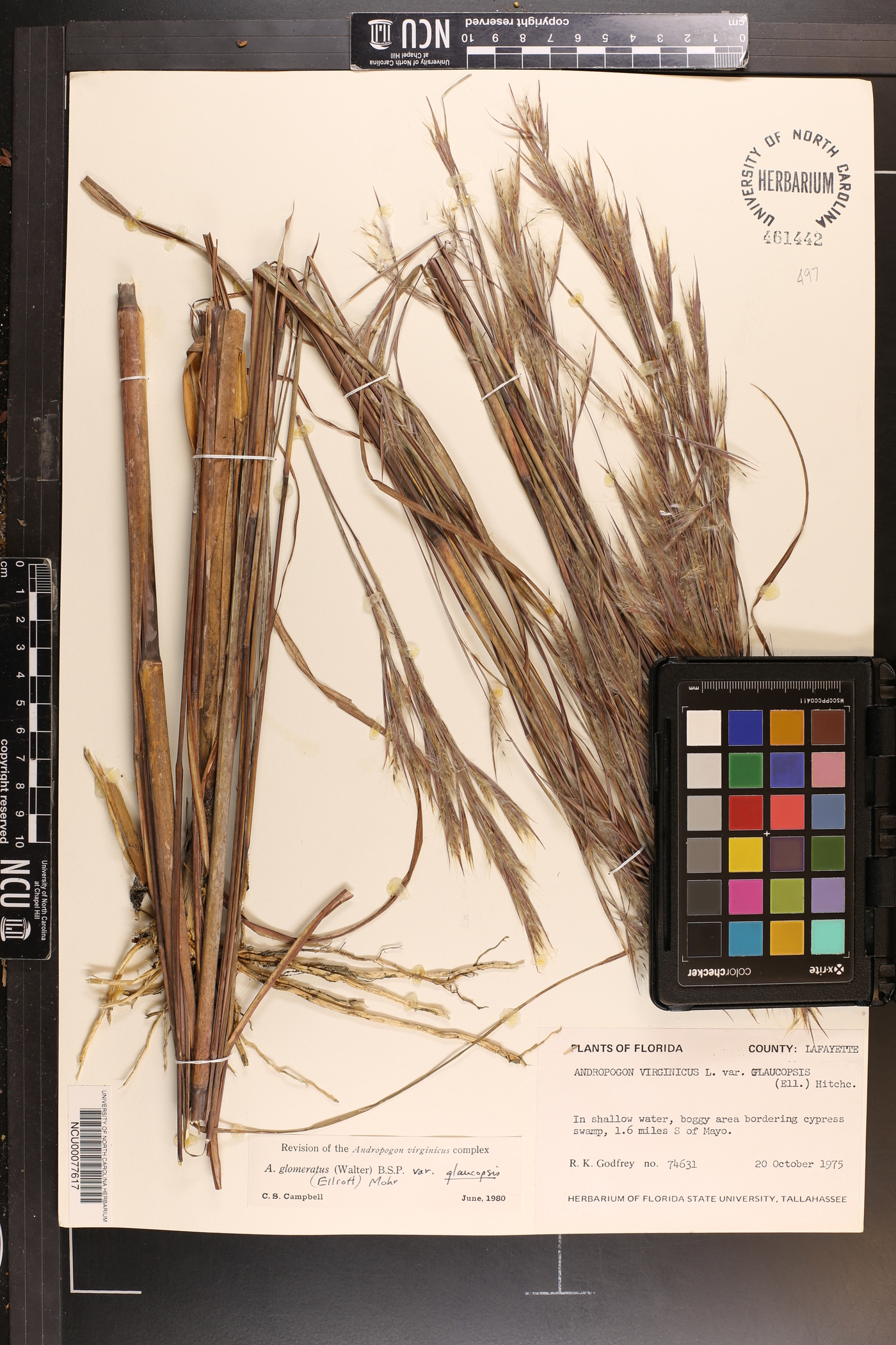 Andropogon glomeratus var. glaucopsis image