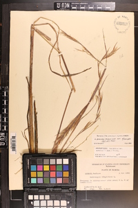 Andropogon glomeratus var. glaucopsis image