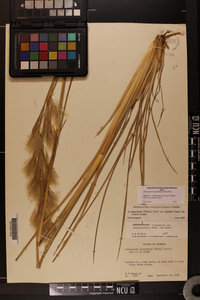 Andropogon glomeratus image