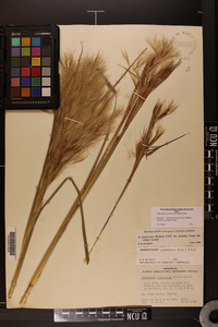 Andropogon glomeratus image