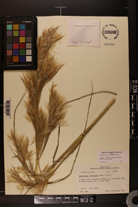 Andropogon glomeratus image