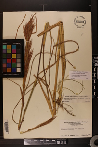 Andropogon glomeratus var. pumilus image