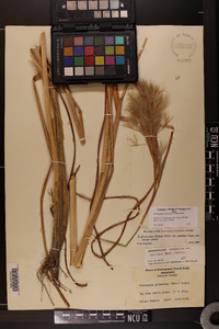 Andropogon glomeratus image