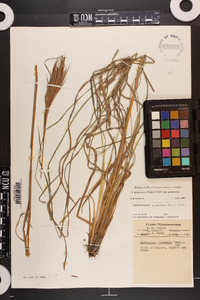 Andropogon glomeratus image