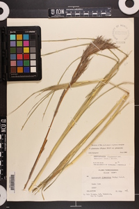 Andropogon glomeratus image