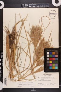 Andropogon glomeratus image