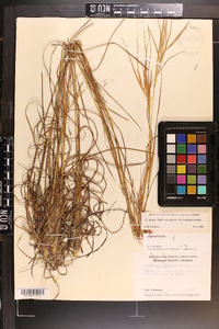 Andropogon gyrans var. gyrans image