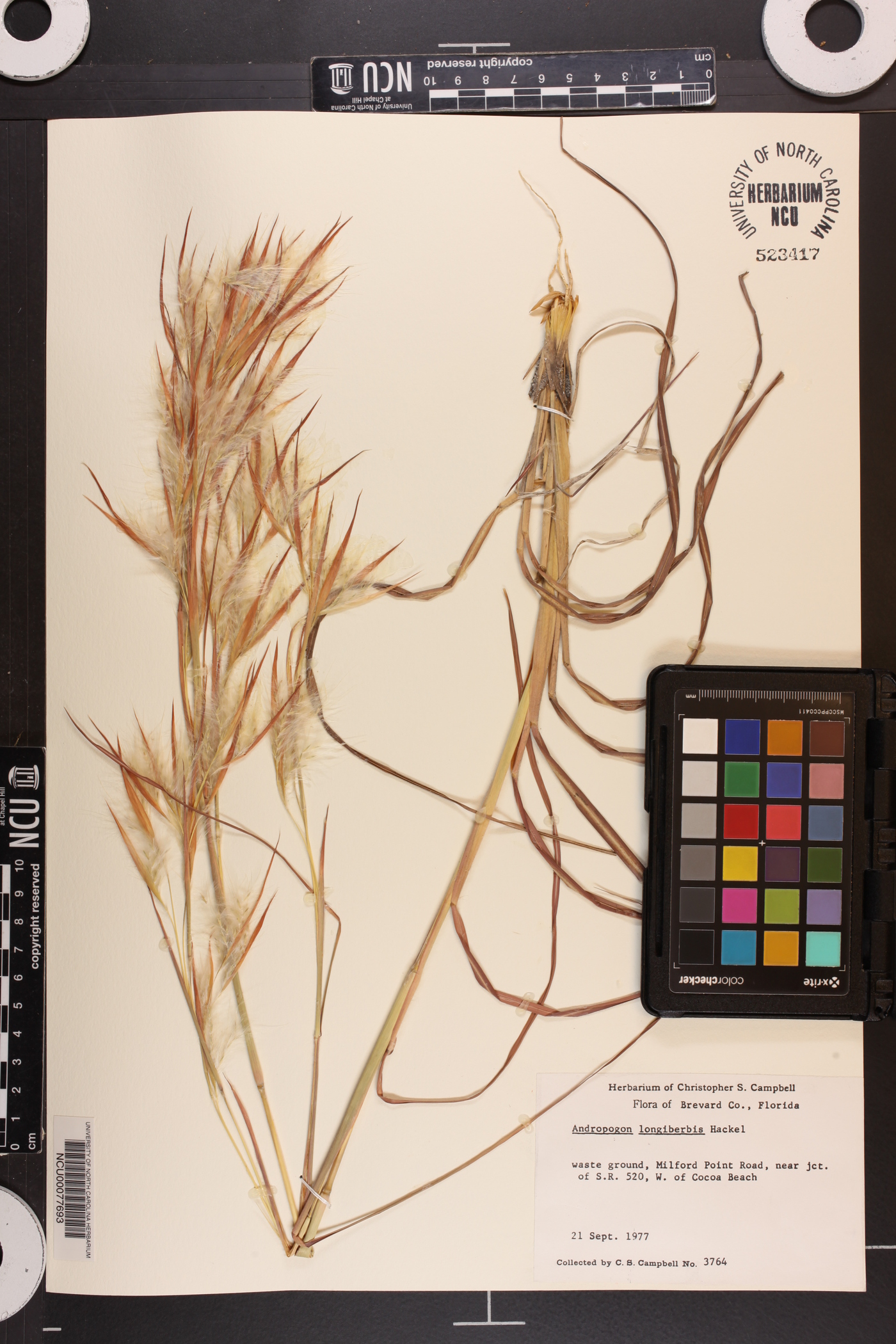 Andropogon longiberbis image