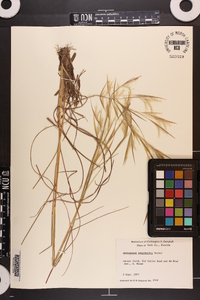 Andropogon longiberbis image