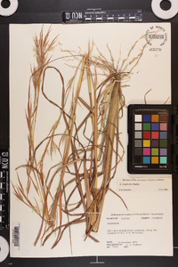 Andropogon longiberbis image