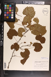 Vitis rotundifolia image