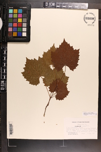 Vitis rotundifolia image