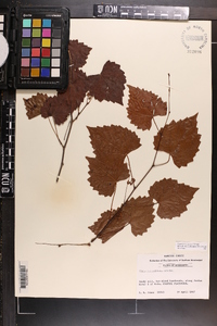 Vitis rotundifolia image