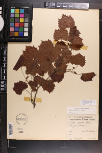 Vitis rotundifolia image