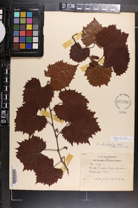 Vitis rotundifolia image