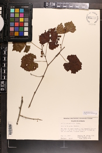 Vitis rotundifolia image