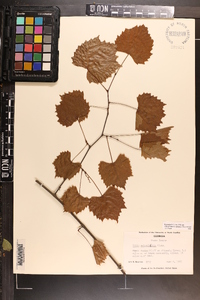 Vitis rotundifolia image