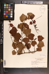 Vitis rotundifolia image