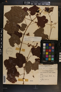 Vitis vulpina image