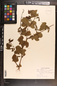 Vitis vulpina image