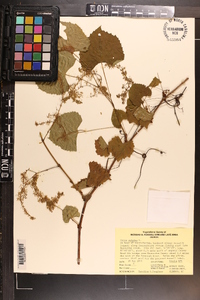 Vitis vulpina image