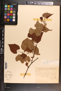 Vitis vulpina image