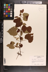 Vitis vulpina image