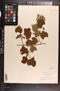 Vitis rotundifolia image