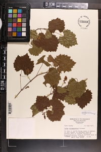 Vitis rotundifolia image