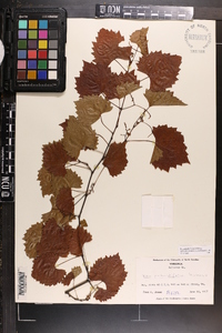 Vitis rotundifolia image