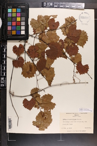 Vitis rotundifolia image