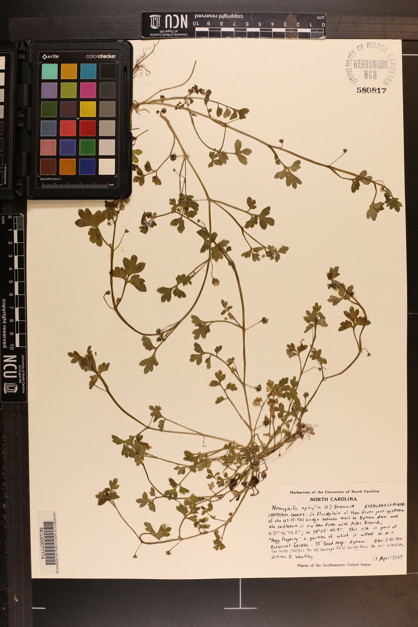 Nemophila aphylla image