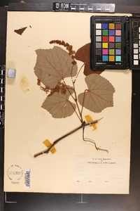 Vitis cinerea var. floridana image