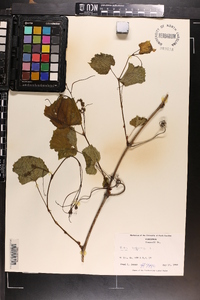 Vitis vulpina image